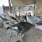 دجاج رومي