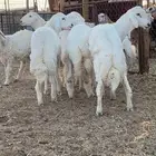 خرفان حريات جذعان