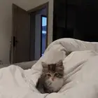قطة كيتن شيرازي