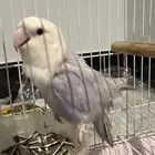 طائر روز للبيع