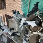 حمام باكستاني ب 10