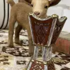 ماعز قزم جفره ( انثى ) للبيع