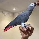 كاسكو هدد متكلم