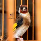 حسون سوري ماشاءالله تبارك الرحمن