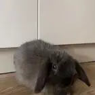 ارنب هولاند لوب مع ملحقاته