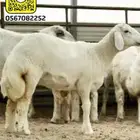 ذبائح نعيمي حري على الطلب مع التوصيل مجانا