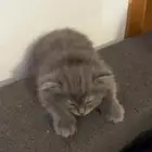 قطط شيرازي هملايا