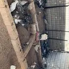 دجاج فيومي