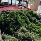روثانه ونعناع المدينه طالع الطايف الان
