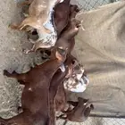 تيوس وعنقان بلديه