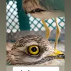 كروين مهاجر مخدوج