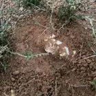 بذور برية جديده ونضيفه بالكيلو (رقروق) نبات (الجريد)