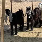 تيس عارضي للبيع