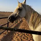 حصان