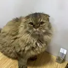 سكوتش تبني