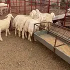 طليان