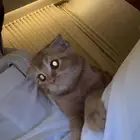 قط للتبني عمر4 شهور