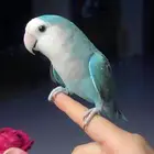للبيع ببغاء الروز