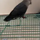طيور روز للبيع زوج