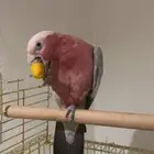 كوكاتو قالا للبيع