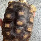 سلاحف سلوكاتا