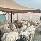 ضان حريات صنف صغار سن