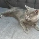 قط سكوتش مهجن ذكر للبيع