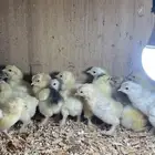 للبيع صيصان دجاج براهما