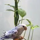 روز
