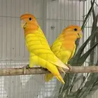 جوز روز اورنج اوبلاين