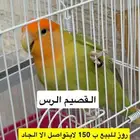 روز