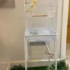 كروان لاتينو متكلم