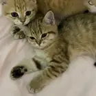 قطه كيتن سكوتش