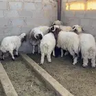 خرفان نعيم للبيع