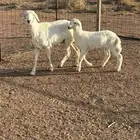 شاه حريه ثنيه تحتها خروف ( النبهانيه )