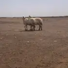 حريات مواليد