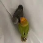 روز هدد