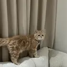 قط للتبني العاجل