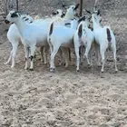 جفار بيشيات اصيله المظيلف دوقه