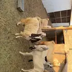 معزى اشباب بفحلها