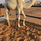 قعود قصصب طيب