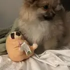 كلب بومرينيان ميني