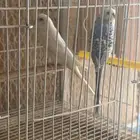 زوج بادجي مع فروخه للبيع