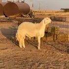 فحل جذع مشروط