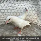 طبه صنعاوي ابيض