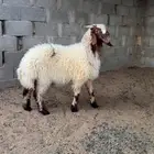 نعيمي فاخر