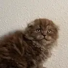 كيتين سكوتش ماشاءالله تبارك الرحمن لعوبه ادخل شوف الجمال