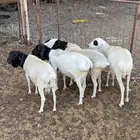 برابر