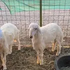 طليان حريه ورخل