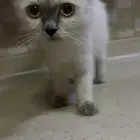 قط للتبني